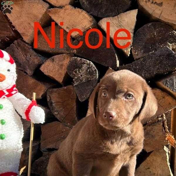Nicole, Chocolate Labrador Retriever Puppy
